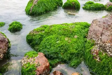 海边生长在石头上的海藻