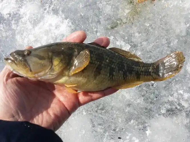 在北方冰钓"老头鱼"此鱼生命力强多生活在死水狍子里