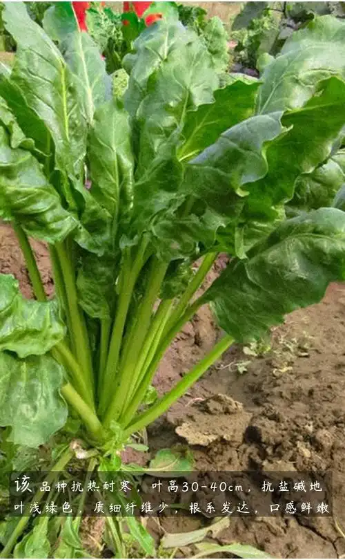 农之子根达菜种子根瘩菜莙荙菜根达菜种子8g2袋