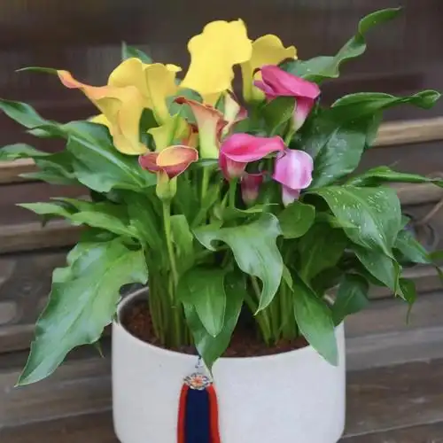 还要定期向叶片喷洒水雾,为马蹄莲提供水分马蹄莲养护禁忌1忌低温干燥