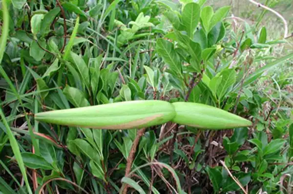 断肠草学名叫羊角拗,别名:阳角右藤,牛角橹,断肠草,羊角藤,大羊角扭