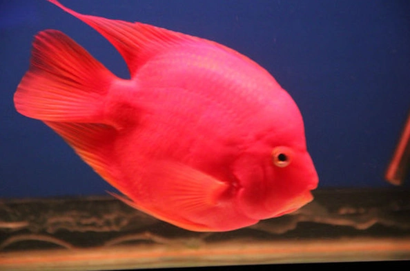 鹦鹉鱼硬骨鱼纲动物色彩艳丽嘴型似鹦鹉