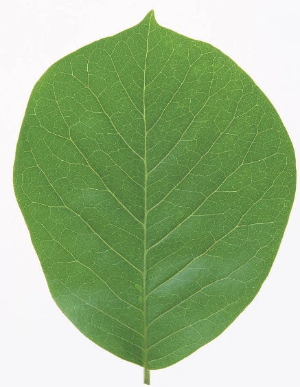 展开全部 白玉兰叶片(徒长枝)