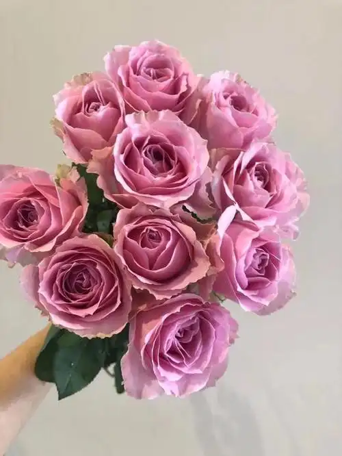 玫瑰 甜蜜雪山 基地b级