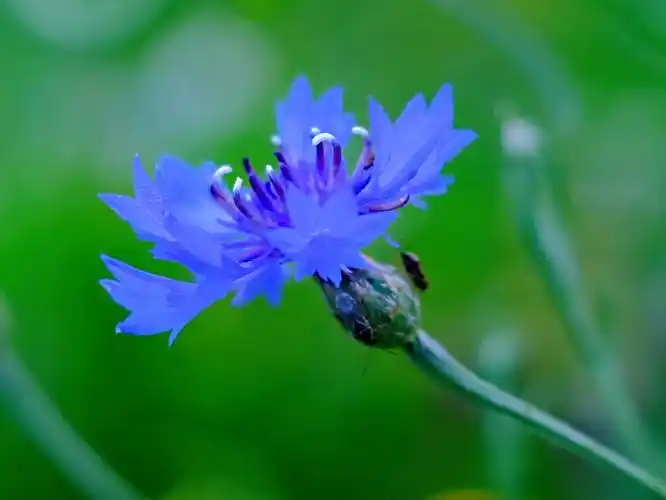 德国国花矢车菊