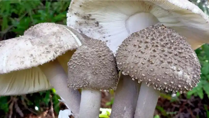 山里的野生松灰菌,城市里要卖上百块一斤的野生菌