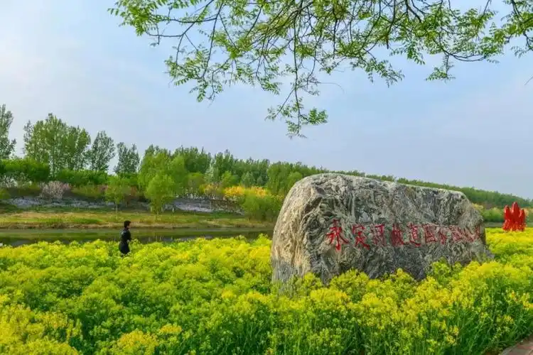 武清赏花日历来啦→_澎湃号·媒体_澎湃新闻-the paper