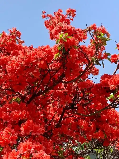 映山红花红艳艳