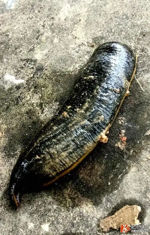 昨天,长沙宁乡一群众在南门桥河中捞上去一条非常水蛭,由陈先生出示的