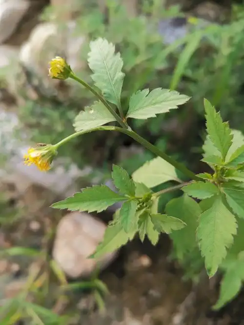 自带野趣超强生命力,养啥啥不成,那就试试"鬼针草"-每日热闻-全文之家