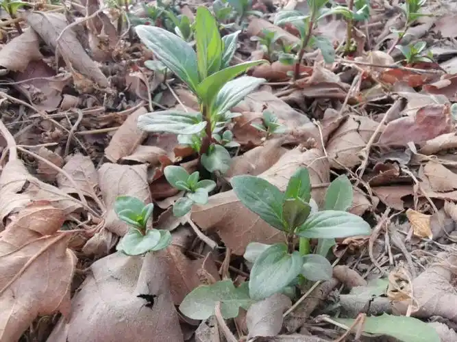 苹果树下野生的薄荷随便掐一段茎埋土里不用几天长成新盆栽