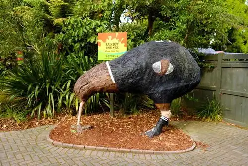 早早与大陆隔绝,连哺乳动物都没有的新西兰,没有完整的食物链.