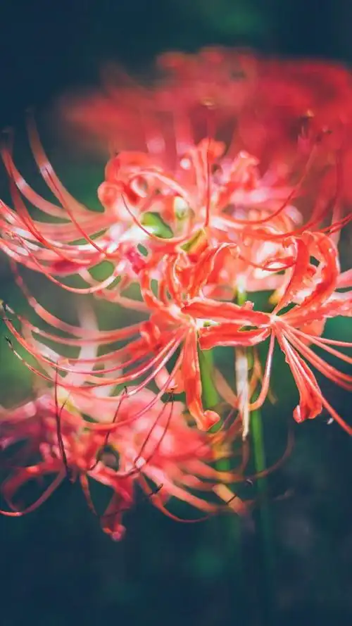 象征地狱的彼岸花