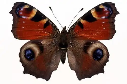 求蝴蝶公墓百度云盘