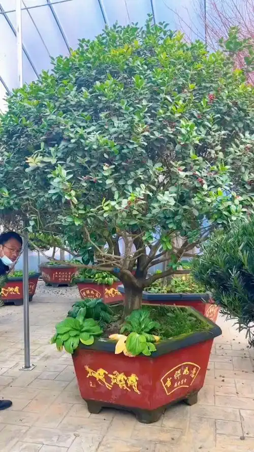 庭院绿化树金玉满堂无刺枸骨树