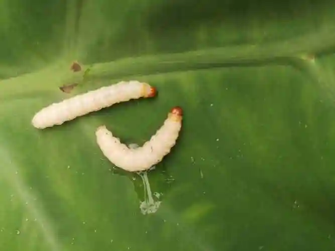 蛆怎么读蛆的卵是什么样的图片