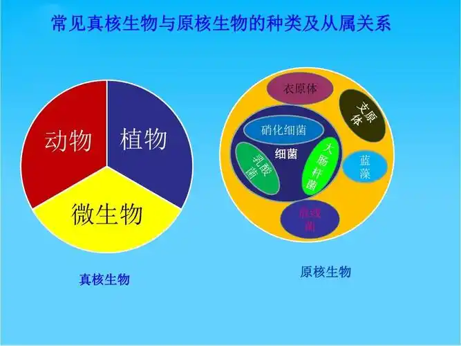 复习生物必修一课件 第一章 常见真核生物与原核生物的种类及从属关系