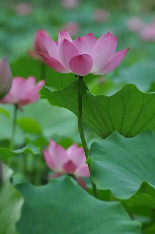 900_1355竖版 竖屏