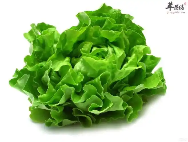 02-lettuce-140327.jpg