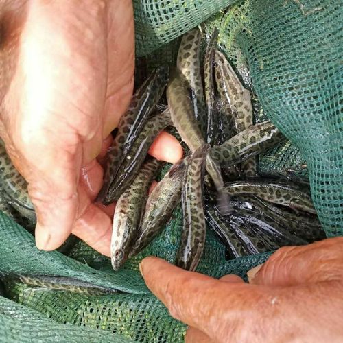 乌鱼苗,蛇鱼,黑鱼,鱼苗,优质供应,可一件购买