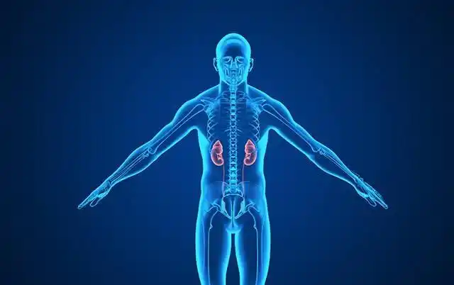 肾脏的位置2肾脏是人体的重要器官,它的基本功能是生成尿液,借以清除