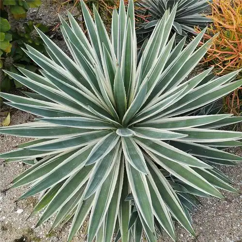 龙舌兰科多肉植物仙人掌 庭院绿植阳台盆栽  品种: 银边龙舌兰 冠幅