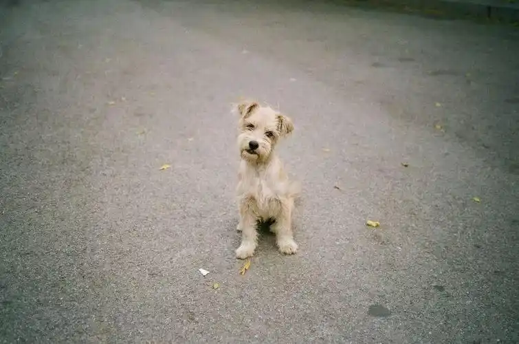 书香长青一只狗的流浪