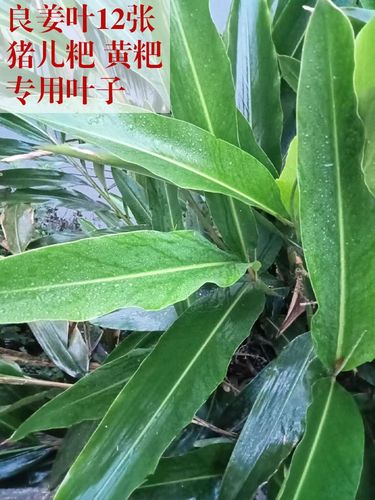 新鲜良姜叶四川泸州宜宾特产包猪儿粑叶儿粑黄粑专用叶子重庆12张