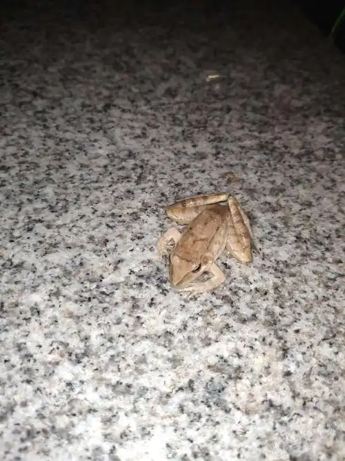 游泳偶遇黄青蛙