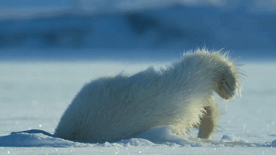 400_225gif 动态图 动图