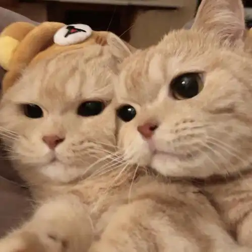 猫咪情侣头像