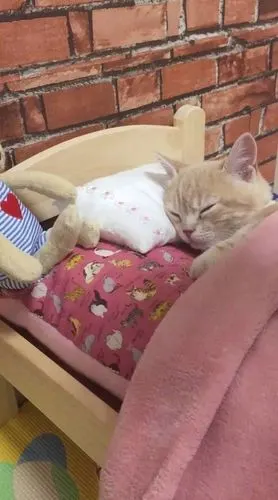 小猫咪乖乖地睡在自己的小床上,治愈力爆表!