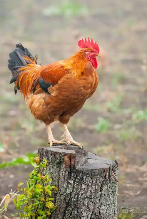 红公鸡在乡下的树桩上