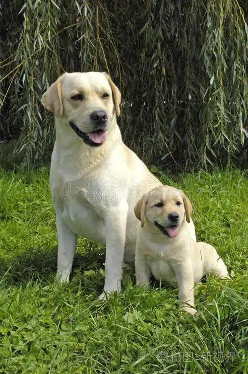 狗草地上的拉布拉多犬