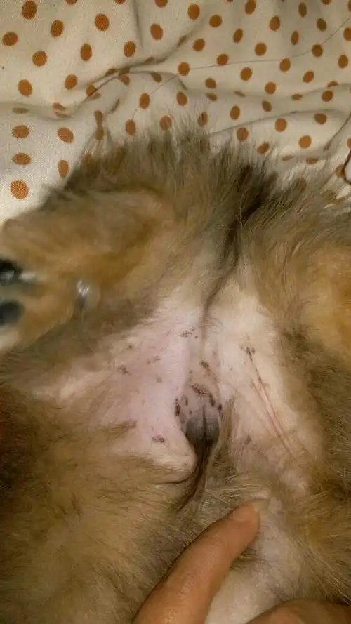 我家狗狗肚子上怎么长了这么多黑的斑点,是什么情况?