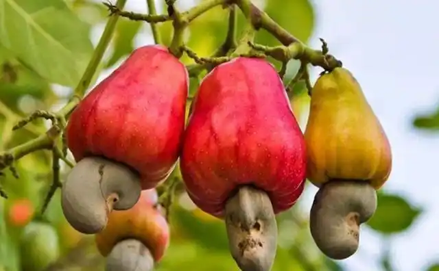 为什么腰果那么贵亲眼看看制作过程再贵都会买