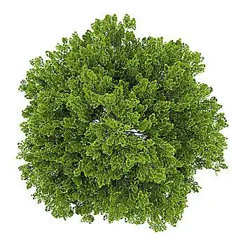 俯视,银杏,树,隔绝,白色背景,背景