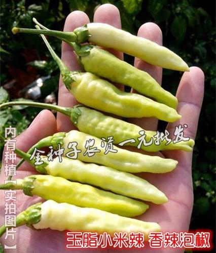 玉脂小米辣种子 早熟辣椒种子 朝天椒种子 超辣泡椒种子 蔬菜种子