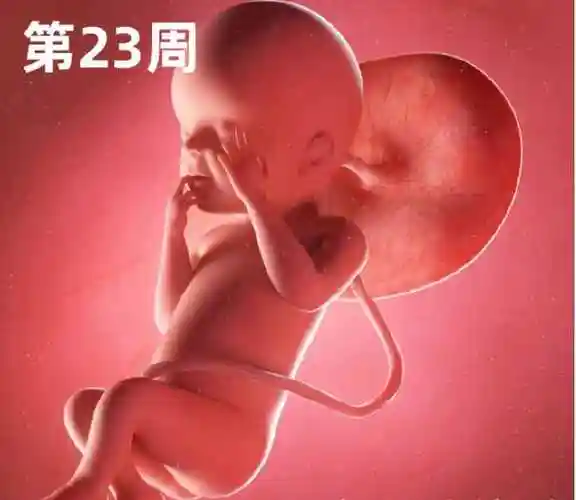 怀孕三个月的胎儿图怀孕三个月孩子长成啥样了