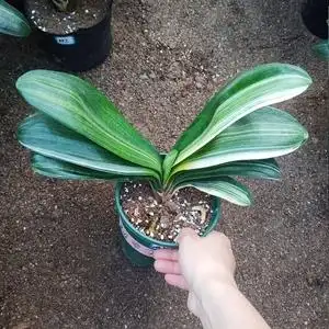 鸳鸯金边金丝彩兰君子兰盆栽,有喜欢的可以联系