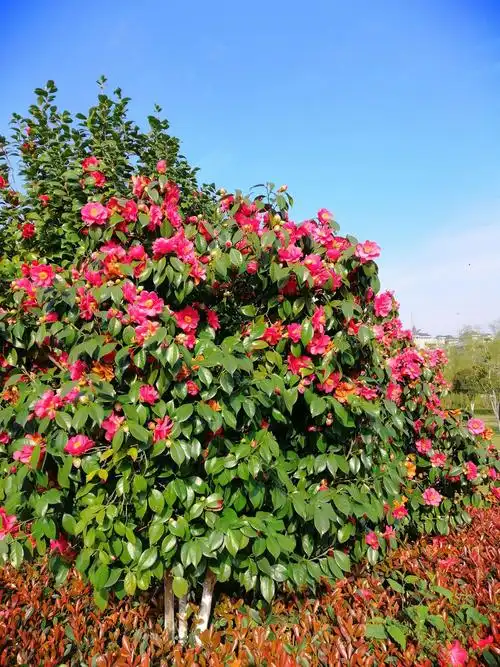 唯有山茶偏耐久,绿丛又放树枝红.