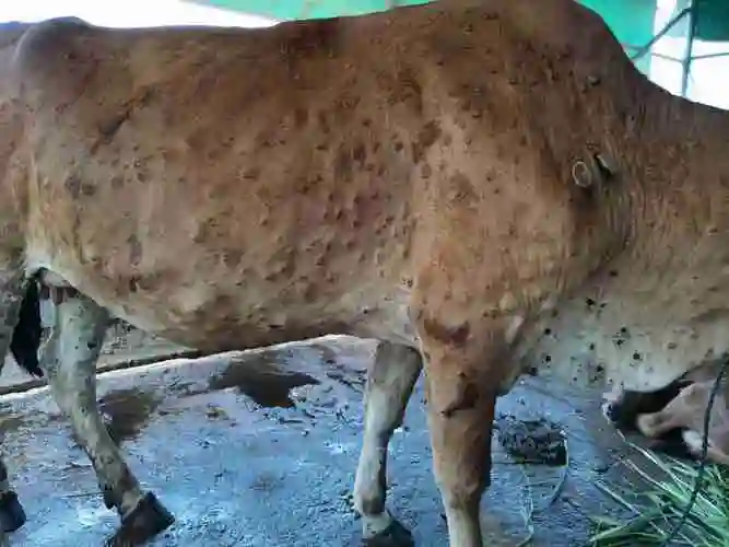 牛身上以前是疙瘩现在成了这样的了有事嘛请问怎么治疗