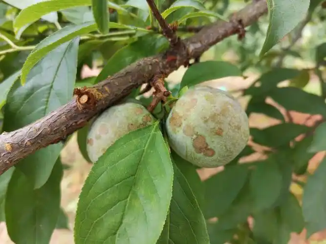 你好老师我想问一下李子树的果实上很多斑点这是什么病害