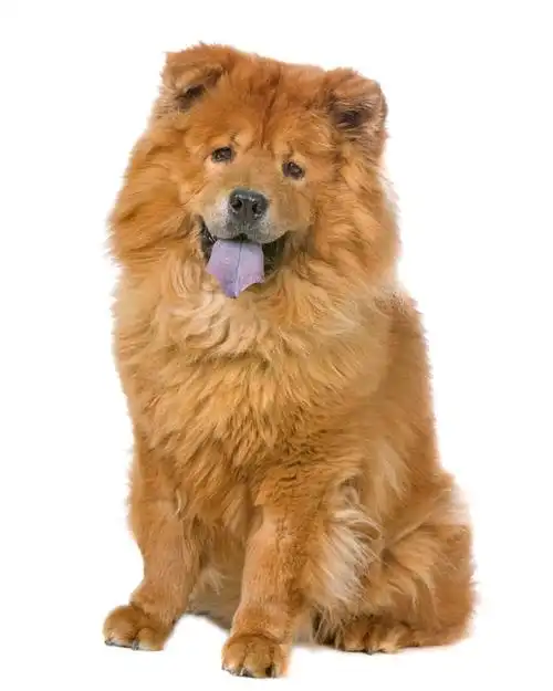 chow chow picture