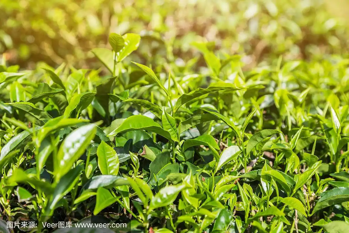近距离观察新鲜的乌龙茶叶子或在种植园的黑龙茶叶