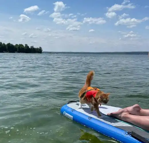 橘猫被遗弃在收容所遇到新主人后环游世界过着最幸福的喵生