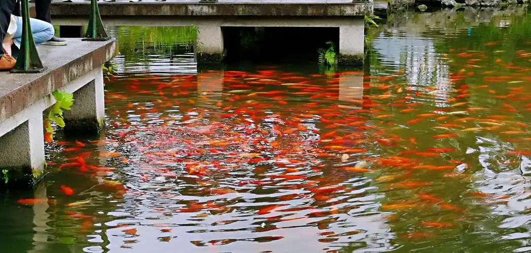 花港观鱼池塘里的红鲤鱼