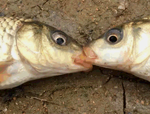 小雨搞笑奄奄一息缺水gif动图_动态图_表情包下载_soogif