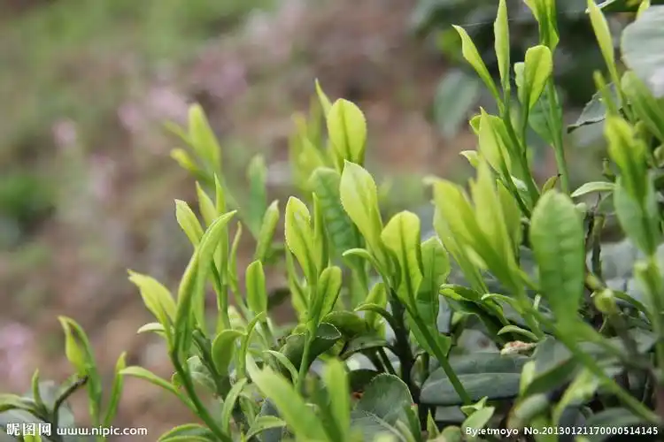 茶树茶叶图片