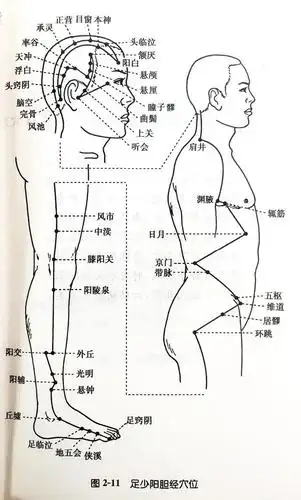 足少阳胆经穴位分寸歌
